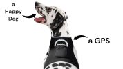 Pet Realtime Surveillance w/ Pet Tracker GPS Tracking Chip for Dogs + App Size:L