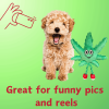 My Name is MJ, Cute Stuffed Parody Marijuana Leaf Dog Toy, Funny Squeaky Weed Toy, Cool Plush Novelty 420 Gift for Puppies & Small
